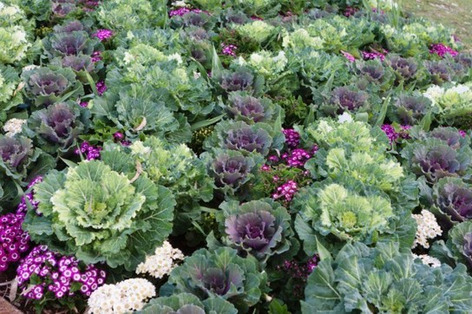 Le foodscaping, ou comment manger sa plate-bande! | Une semaine d'actu - Newsletter de veille de l'AURH | Scoop.it