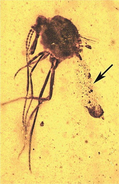 L'origine du paludisme remonte aux dinosaures | EntomoNews | Scoop.it
