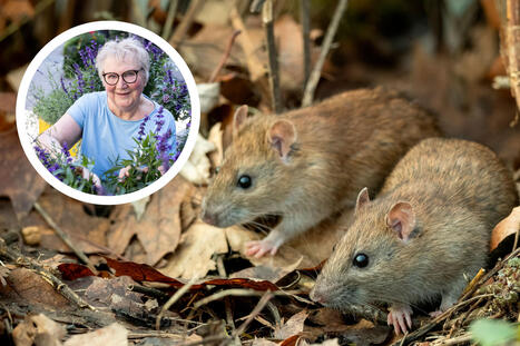 Suosikkikirjailijan tontille ilmaantui rottia &ndash; ep&auml;ilee syyksi kaupungin ty&ouml;maata | 1Uutiset - Lukemisen t&auml;hden | Scoop.it