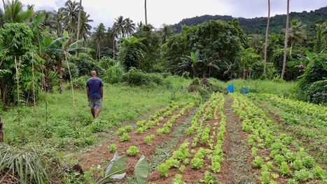 The unusual ways Fijians predict when a cyclone is approaching | Coastal Restoration | Scoop.it