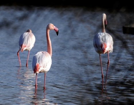 La Camargue fête les 90 ans de sa mise sous protection | Camargue Nature | Scoop.it