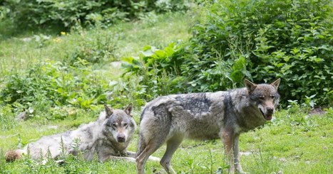 Les &laquo;&nbsp;pi&egrave;ges&nbsp;&raquo; photographiques pour les loups&nbsp;: &agrave; quoi &ccedil;a sert&nbsp;? | Biodiversit&eacute; | Scoop.it