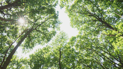 Quel est l'&eacute;tat de sant&eacute; de nos for&ecirc;ts&nbsp;? &ndash; | Paysage - Agriculture | Scoop.it