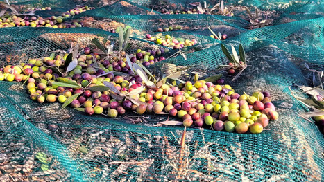 The Essential Guide to Harvesting Olives | OLIVE NEWS | Scoop.it
