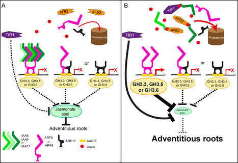 Cadre moléculaire pour la signalisation de l'auxine dépendante des complexes TIR1/AFB-Aux/IAA dans le contrôle du développement des racines adventives chez Arabidopsis | Life Sciences Université Paris-Saclay | Scoop.it