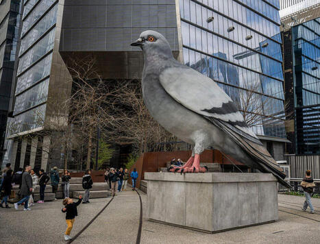 Is the humble pigeon a mascot for our time? | by&nbsp;Tove Danovich | Cognoscenti | WBUR.org | Schools + Libraries + Museums + STEAM + Digital Media Literacy + Cyber Arts + Connected to Fiber Networks | Scoop.it