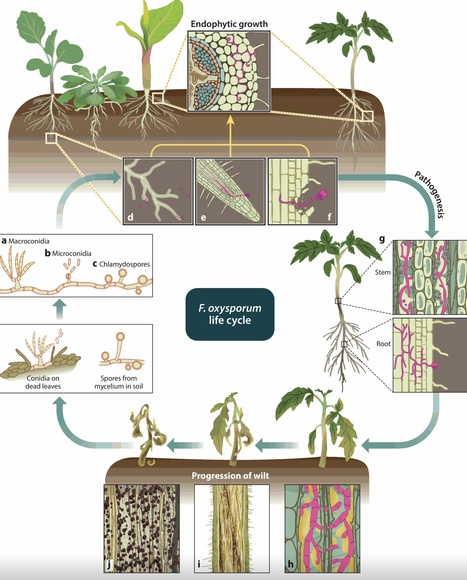 Annu Rev Phytopathol: Molecular Dialogue During Host Manipulation by the Vascular Wilt Fungus Fusarium oxysporum (2024) | Publications from The Sainsbury Laboratory | Scoop.it