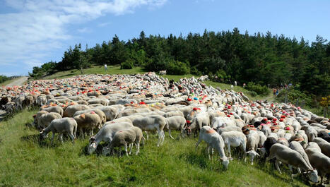 Des moutons et des hommes avec les dessinateurs Maxim Cain et Sarah Cheveau | Elevage et société | Scoop.it