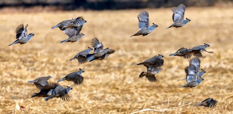 From quarks to quails: Can the different sciences be unified? | Science News | Scoop.it
