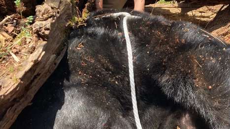 226-kg Giant Bear Living Near US University Finally Relocated | Industry 411 - Waste Management | Scoop.it