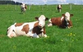 Les vaches, "top modèles" de la recherche | Lait de Normandie... et d'ailleurs | Scoop.it