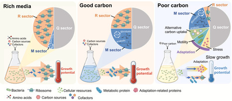 Microbial growth control: integrating protein abundance and activity | cin | RMH | Scoop.it