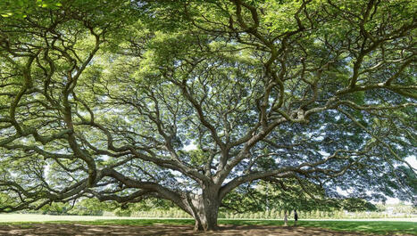 Souhaitons-nous de la robustesse | Plan&egrave;te DDurable | Scoop.it