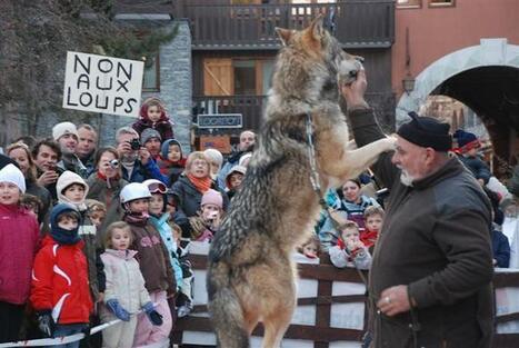 Saint-Jean-De-Maurienne | Une animation avec des loups annulée sous la pression | Pastoralisme Ours Loups Lynx | Scoop.it