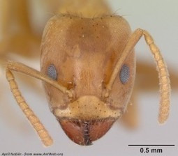 Veille de blogs du C@f&eacute; des sciences de la semaine &eacute;coul&eacute;e | Vari&eacute;t&eacute;s entomologiques | Scoop.it