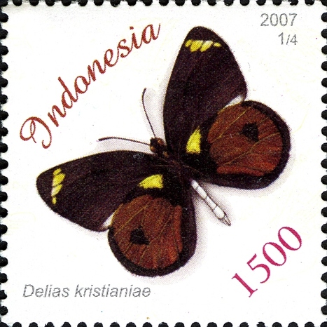 Papillons d'Indonésie | Variétés entomologiques | Scoop.it