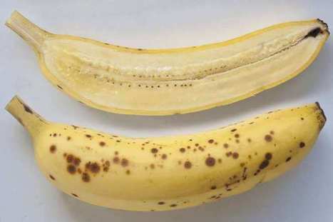 AG-TECH: CRISPR-edited bananas immune to killer pathogens advance toward commercialization in Africa | INNOVATIONS | Scoop.it