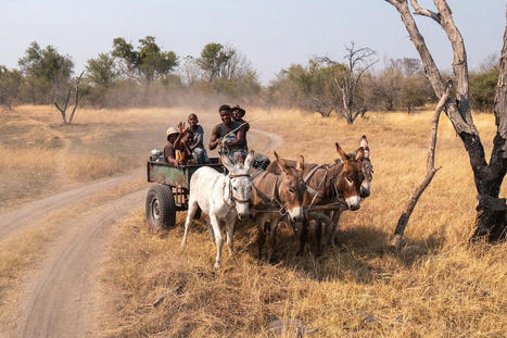 Trafic de peaux d’âne : Africains et Brésiliens tentent de sauver l’un de leurs moyens de subsistance | vetitude | Scoop.it