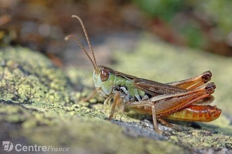 Orthoptères : Près d’une espèce sur cinq est menacée en Auvergne | EntomoNews | Scoop.it