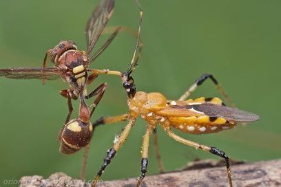 Let the good and bad bugs battle it out and forget the chemicals | Gardening Life | Scoop.it