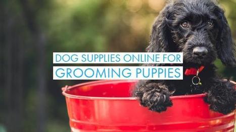 puppy supplies online