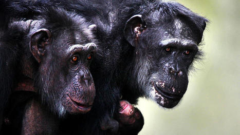 Sex, Empathy, Jealousy: How Emotions And Behavior Of Other Primates Mirror Our Own | WBFO | Empathy and Animals | Scoop.it