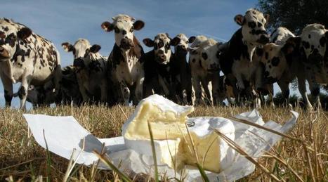 Allergies : Le lait cru permettrait au corps d’y résister | Lait de Normandie... et d'ailleurs | Scoop.it