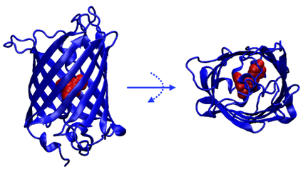 Top of the Prots - La GFP, un Nobel en technicolor | Infos Lab' septembre 2026 | Scoop.it