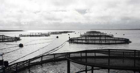 Canadian retailers are responding to consumer demands for sustainable seafood&nbsp; | Sustainable Procurement News | Scoop.it