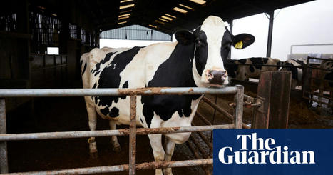 War, drought, staff shortages: why the price of milk has soared in the UK | Food & drink industry | The Guardian | Microeconomics: IB Economics | Scoop.it