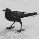 Reprtoir Joins IMPALA's Independent Music Companies Association's Friends of IMPALA Program | Indie Music | Scoop.it