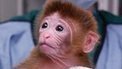 A QUESTION OF ETHICS? First 'mixed embryo' monkeys born - Monkeys expected to be better model for humans than are mice | CORPORATE SOCIAL RESPONSIBILITY – | Scoop.it