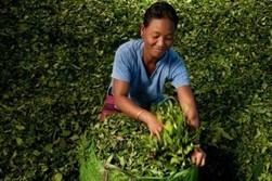 Tea’s health benefits boost its popularity | Longevity science | Scoop.it