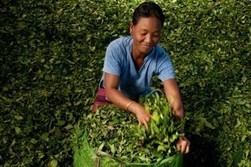 Tea&rsquo;s health benefits boost its popularity | Longevity science | Scoop.it