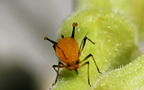 Comment le transfert horizontal de gènes ébranle l'évolution / How horizontal gene transfer shakes up evolution | EntomoScience | Scoop.it