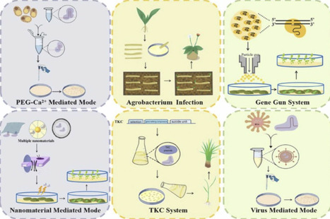 Precision editing without footprints: Advancing transgene-free systems in plants | RMH | Scoop.it