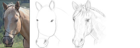 Seeing the Shapes of A Horse's Head | Drawing and Painting Tutorials | Scoop.it