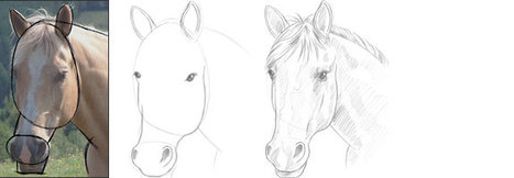 Horse Drawing Steps In Drawing And Painting Tutorials