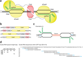 Fusion of catalytically inactive Cas9 to FokI nuclease improves the specificity of genome modification - Nat Biotech | Genetic Engineering Publications - GEG Tech top picks | Scoop.it