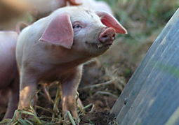 Embargo russe sur le porc européen, ou : tel est bien pris qui croyait prendre… | La Gazette des abattoirs | Scoop.it
