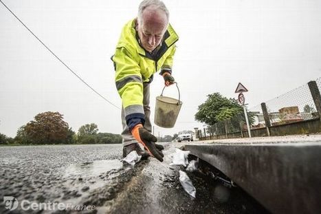 Allier. Rats, pigeons, cafards... les 6 bestioles qui deviennent envahissantes &agrave; Montlu&ccedil;on | Vari&eacute;t&eacute;s entomologiques | Scoop.it