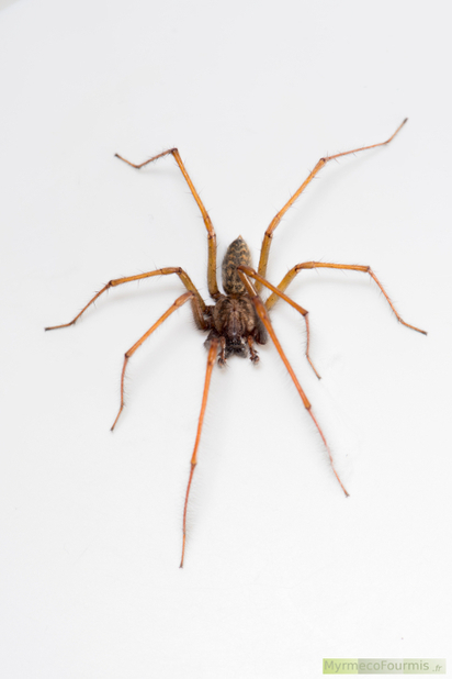 Les araignées tégénaires sont-elles dangereuses ? | Variétés entomologiques | Scoop.it