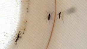Paludisme : des moustiques immunisés contre le parasite | EntomoNews | Scoop.it