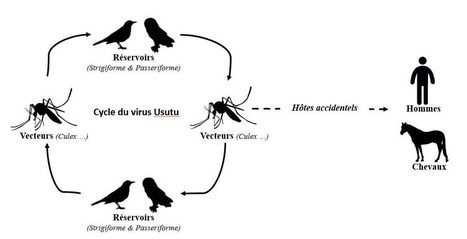 En France, les moustiques transmettent aussi le virus Usutu (3/4) | EntomoNews | Scoop.it