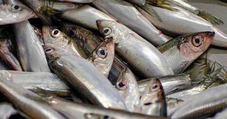 Granforsin kalastajaveljekset joutuvat j&auml;tt&auml;m&auml;&auml;n troolarinsa rantaan, vaikka silakkaa on enn&auml;tyspaljon | Kotimaa | Yle | 1Uutiset - Lukemisen t&auml;hden | Scoop.it