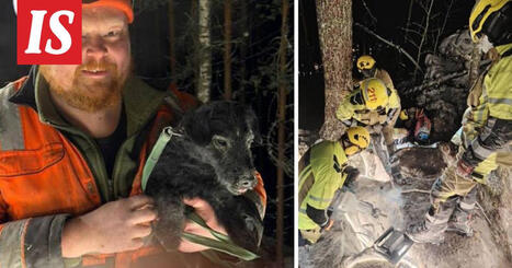 Jarru-koira j&auml;i jumiin ketunkoloon &ndash; siit&auml; alkoi 54-tuntinen pelastusoperaatio | 1Uutiset - Lukemisen t&auml;hden | Scoop.it