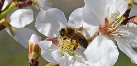 Un antivenin contre les piqûres d'abeilles testé pour la 1e fois | @ZeHub | Scoop.it