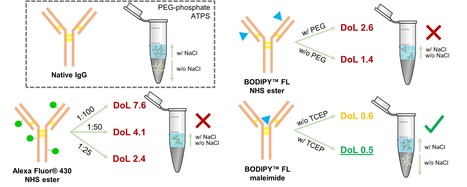 Effect of Fluorescent Tags on Rapid Screening of IgG Partition in PEG-salt ATPS | iBB | Scoop.it