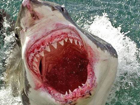 Sharks on Twitter: Australian scientists use transmitters to warn bathers of dangerous fish | Soggy Science | Scoop.it