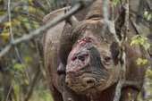 Caza salvaje de rinocerontes para elaborar pseudomedicinas | La ... | Escepticismo y pensamiento crítico | Scoop.it